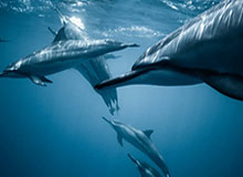 海林观察｜对话任子威：让更多人在家门口感受冰雪运动的魅力